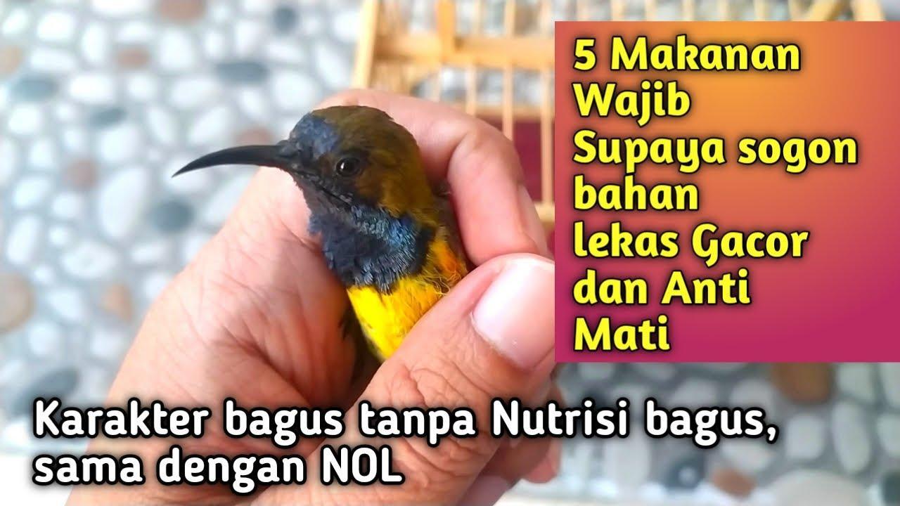 Tips Agar Burung Kamu Gacor Tergacor Setiap Hari