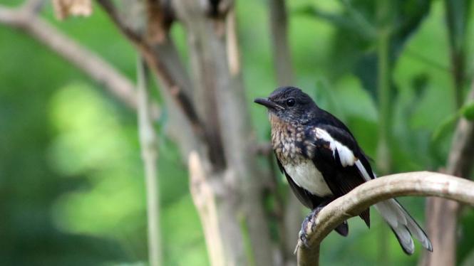 Tips Agar Burung Gacor Resmi dan Menakjubkan